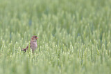 Image. Spanish Sparrow