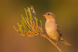 Image. Spanish Sparrow