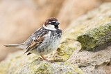 Image. Spanish Sparrow