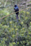 Image. Spateldrongo