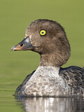 Image. Spatelente