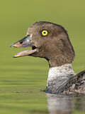 Image. Spatelente