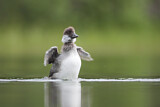 Image. Spatelente
