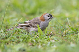 Image. Speckle-fronted Weaver