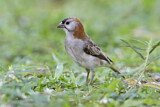 Image. Speckle-fronted Weaver