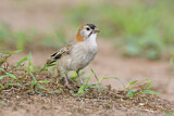Image. Speckle-fronted Weaver