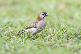 Image. Speckle-fronted Weaver