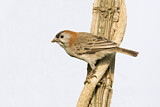 Image. Speckle-fronted Weaver