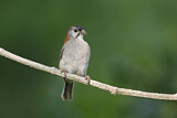 Image. Speckle-fronted Weaver