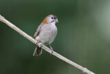 Image. Speckle-fronted Weaver