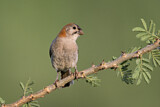 Image. Speckle-fronted Weaver