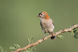 Image. Speckle-fronted Weaver