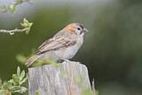 Image. Speckle-fronted Weaver