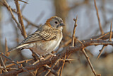 Image. Speckle-fronted Weaver