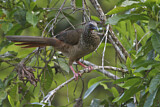 Image. Speckled Chachalaca