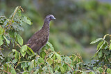 Image. Speckled Chachalaca