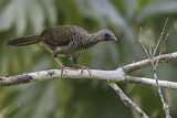 Image. Speckled Chachalaca