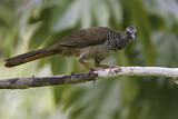 Image. Speckled Chachalaca