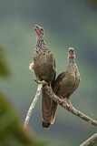 Image. Speckled Chachalaca