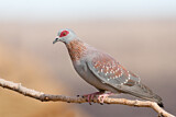 Image. Speckled Pigeon