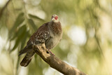 Image. Speckled Pigeon