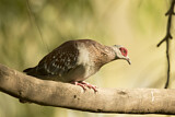 Image. Speckled Pigeon