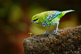 Image. Speckled Tanager