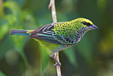Image. Speckled Tanager