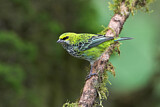 Image. Speckled Tanager