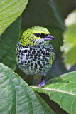 Image. Speckled Tanager