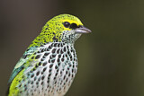Image. Speckled Tanager