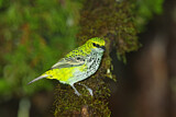 Image. Speckled Tanager