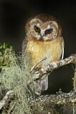 Image. Spectacled Owl