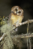 Image. Spectacled Owl