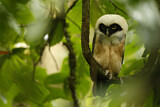 Image. Spectacled Owl