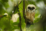 Image. Spectacled Owl