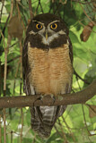 Image. Spectacled Owl