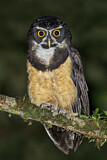 Image. Spectacled Owl