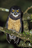 Image. Spectacled Owl