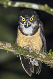 Image. Spectacled Owl