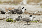 Image. Spectacled Tern