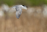 Image. Spectacled Tern