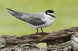 Image. Spectacled Tern