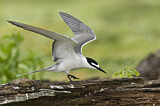 Image. Spectacled Tern