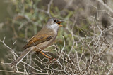 Image. Spectacled Warbler