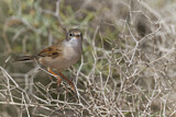 Image. Spectacled Warbler