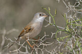 Image. Spectacled Warbler