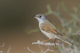 Image. Spectacled Warbler