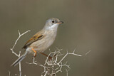 Image. Spectacled Warbler