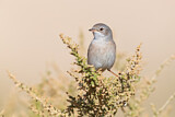 Image. Spectacled Warbler
